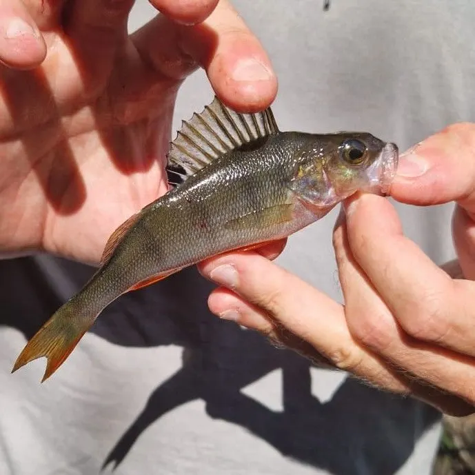 European perch caught on Fishbrain