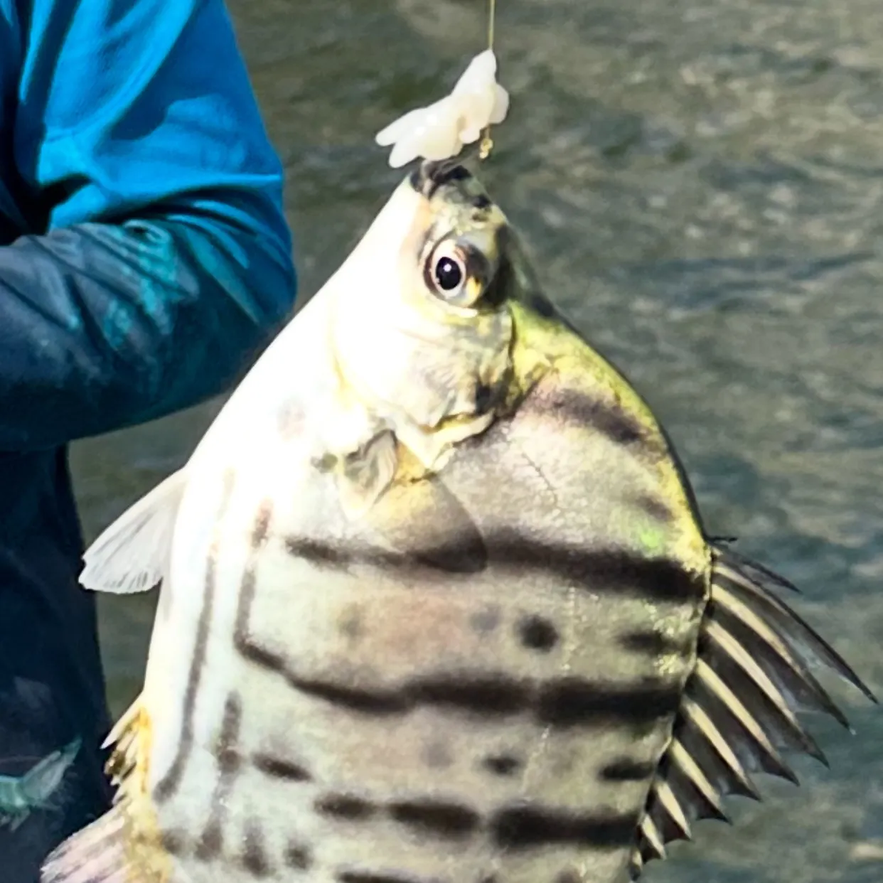Fish caught on Fishbrain