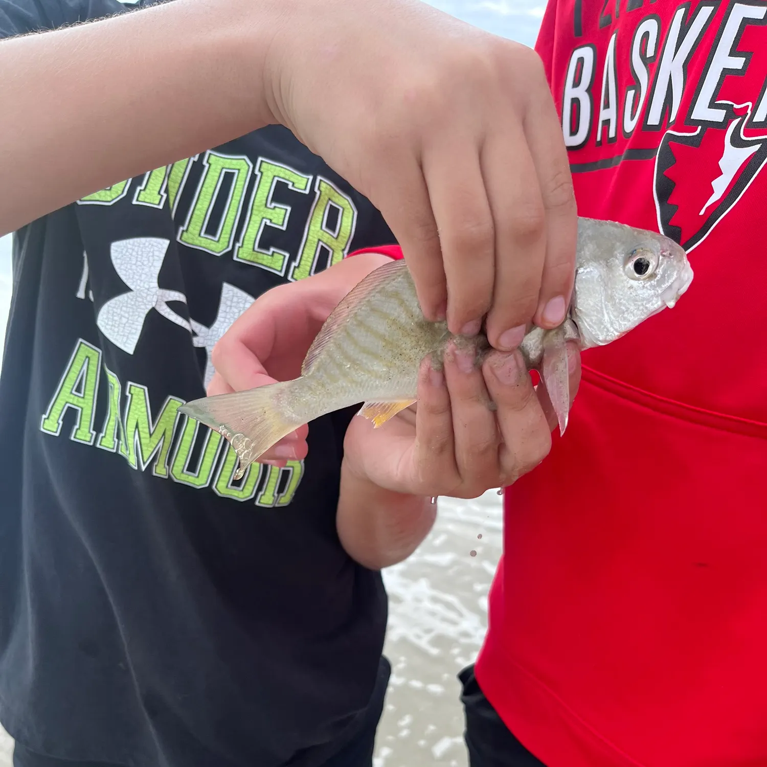 The most recent Yellowspotted trevally catches on Fishbrain