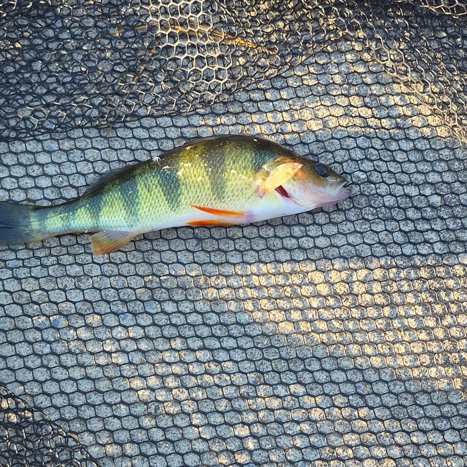 Yellow perch caught on Fishbrain