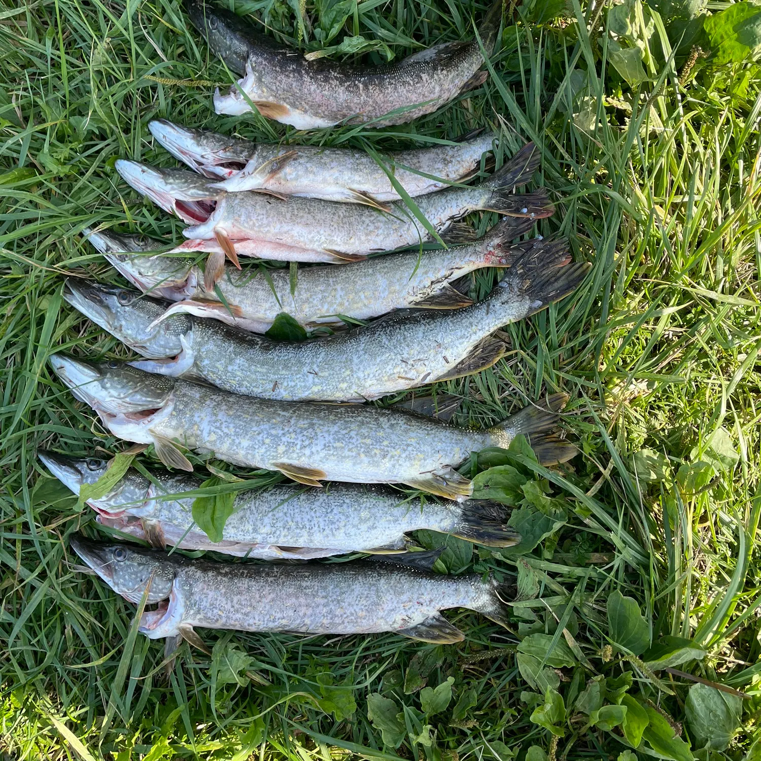 Northern pike caught on Fishbrain