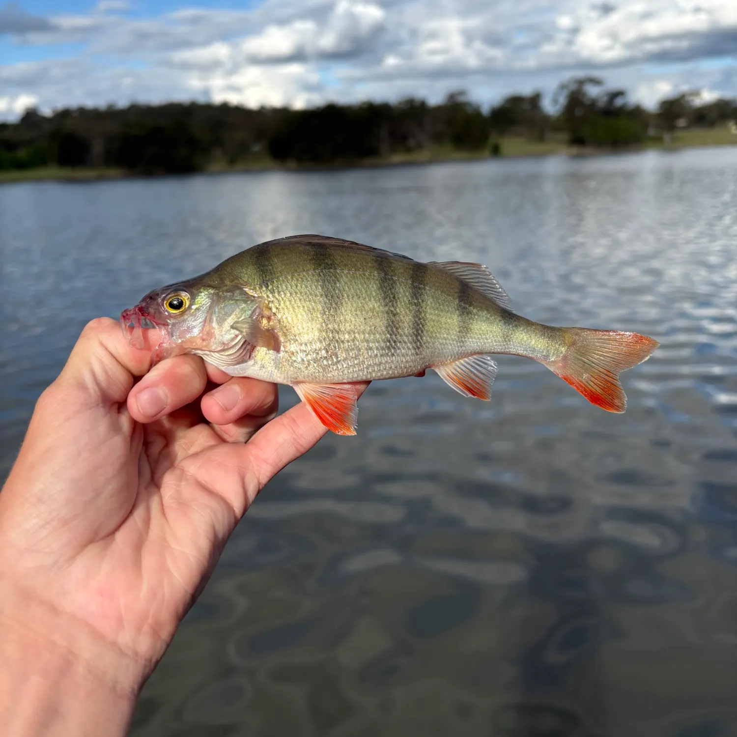 European perch caught on Fishbrain