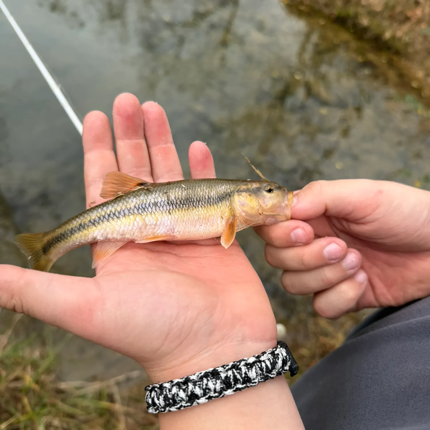 The most recent Creek chub catches on Fishbrain