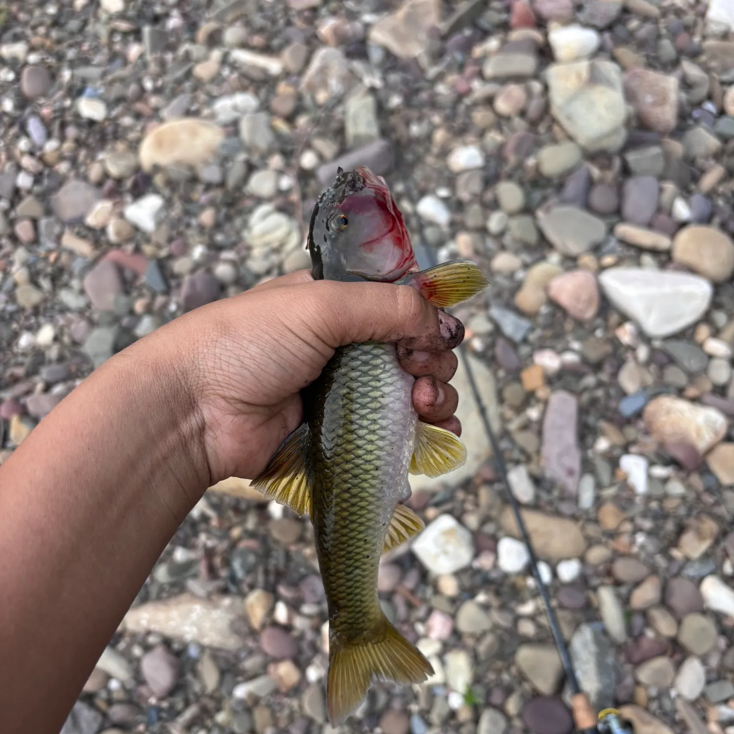 The most recent Grass carp catches on Fishbrain