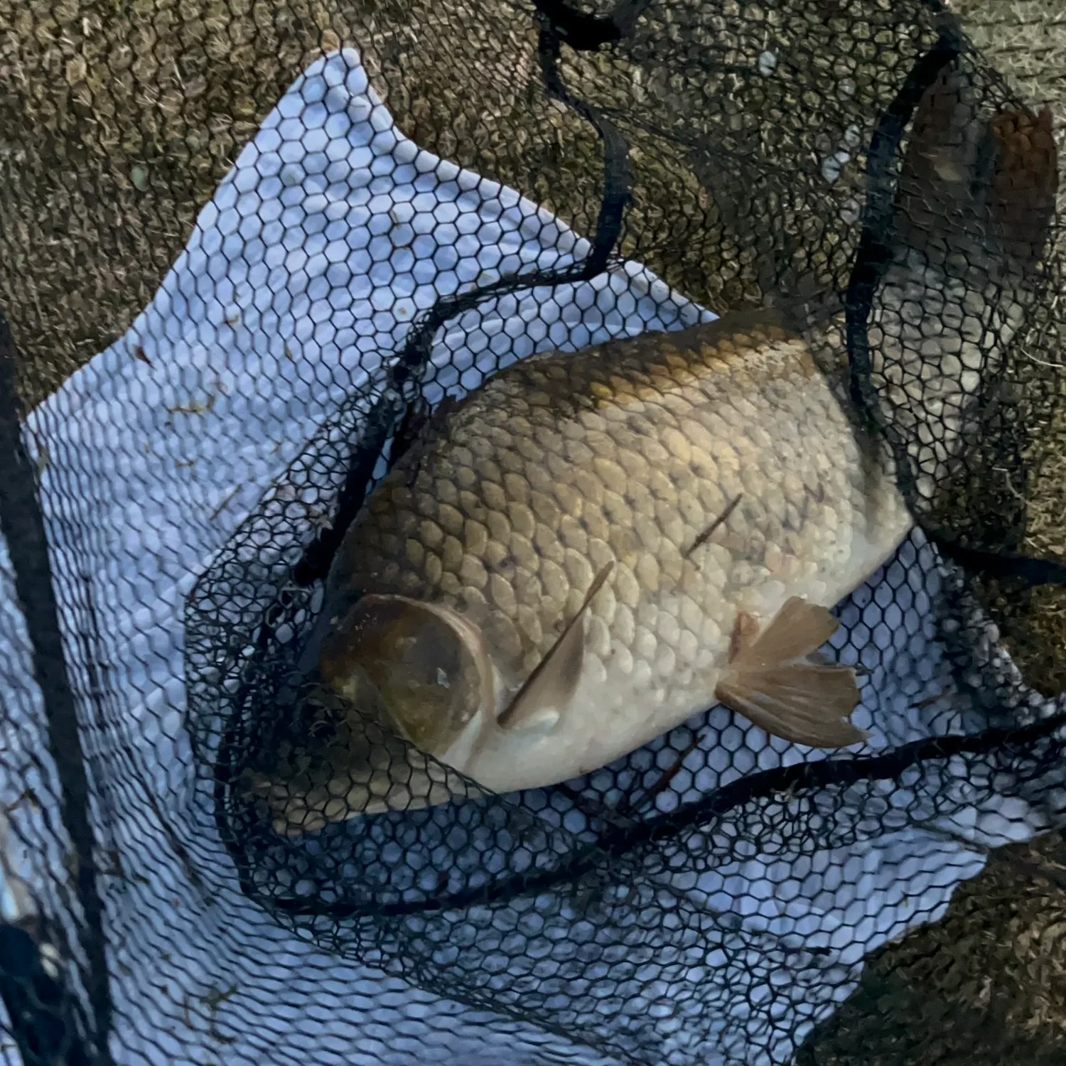 Common carp caught on Fishbrain