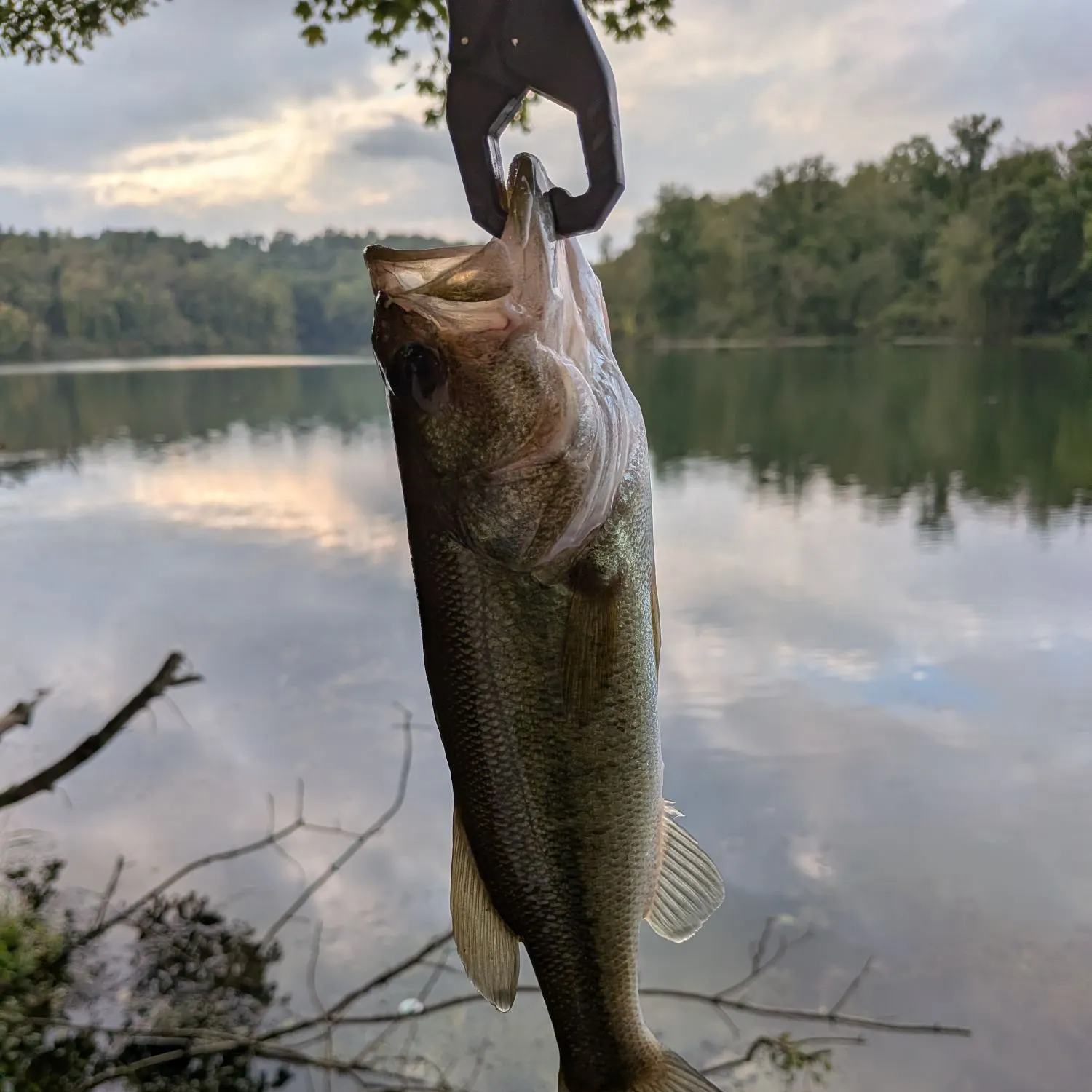 Largemouth bass caught on Fishbrain