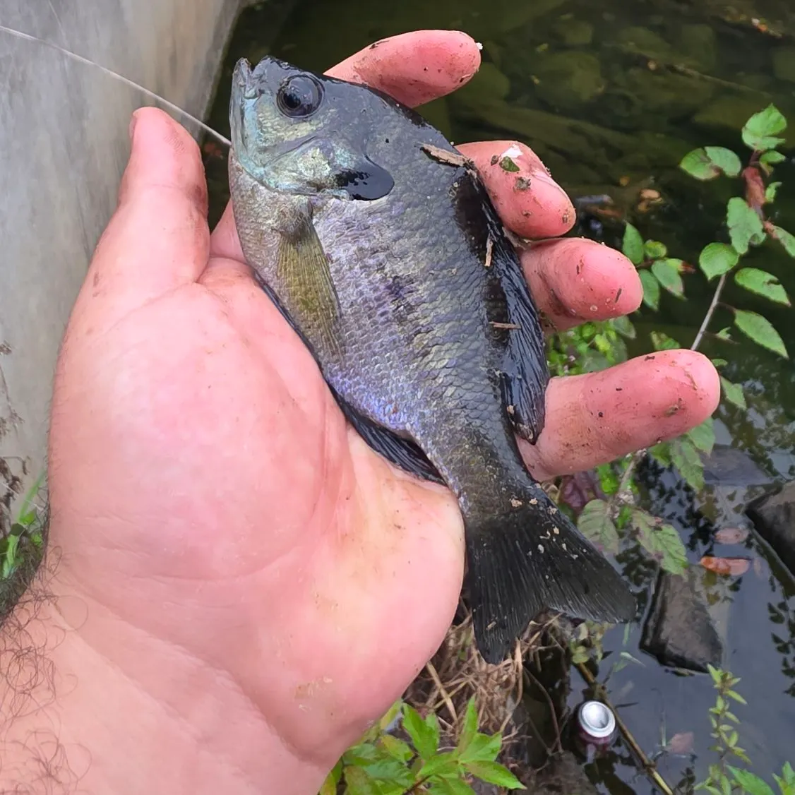 Bluegill caught on Fishbrain