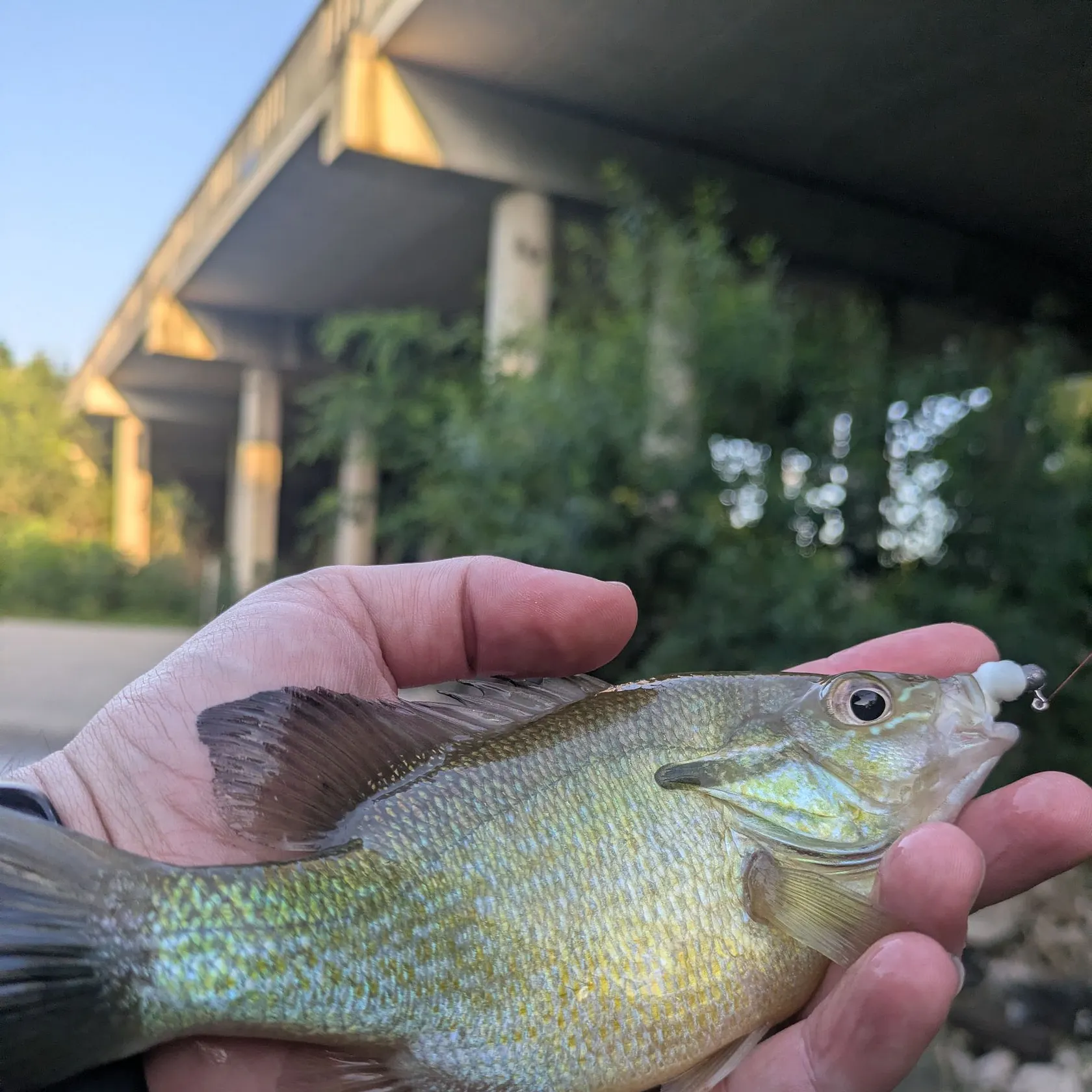 The most recent Redbreast sunfish catches on Fishbrain