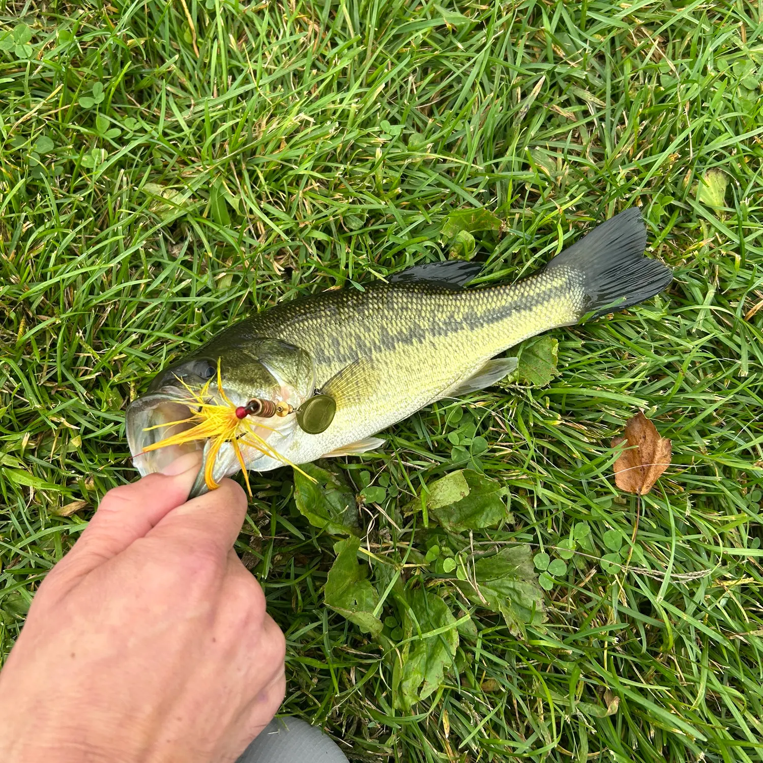 Largemouth bass caught on Fishbrain