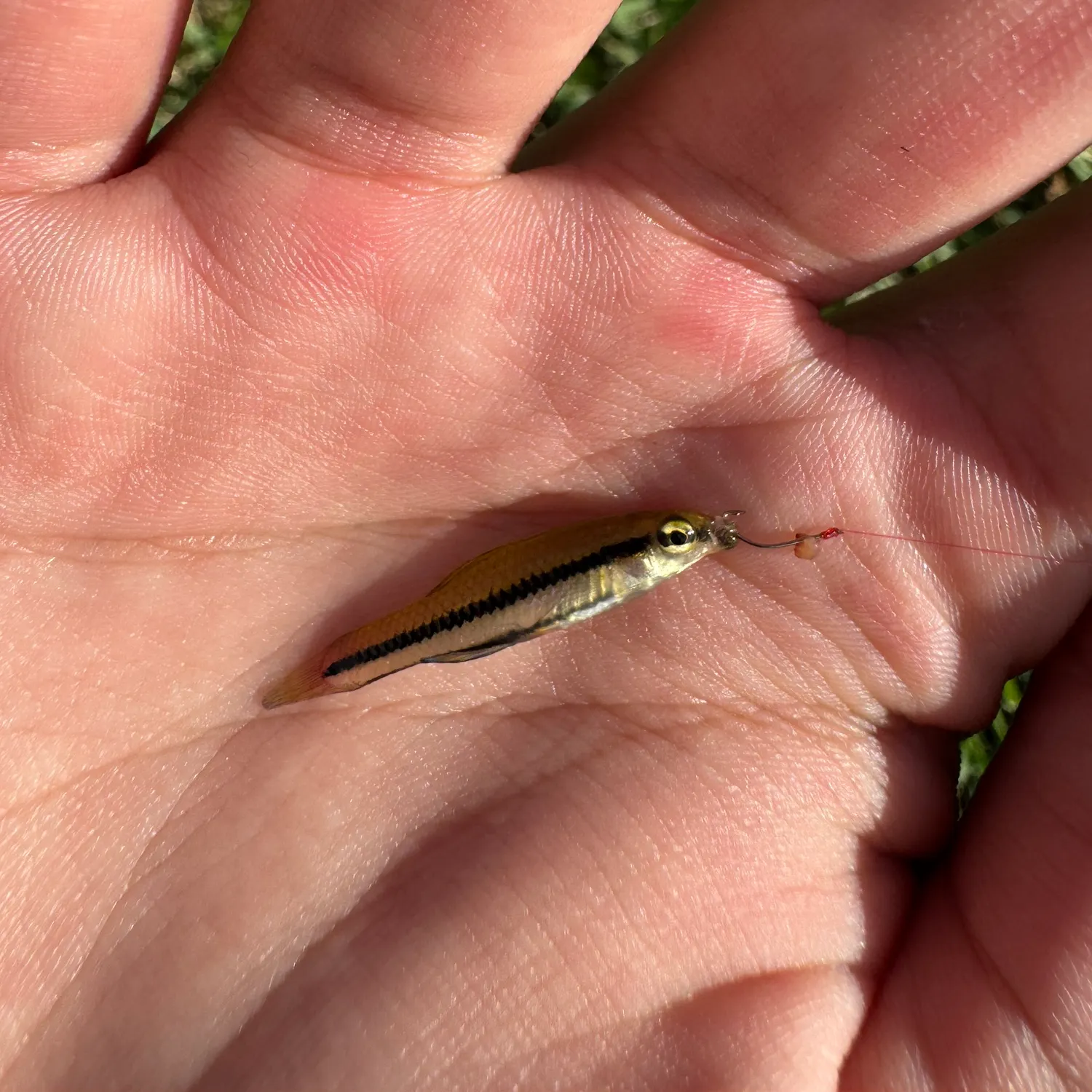 The most recent Bluefin killifish catches on Fishbrain