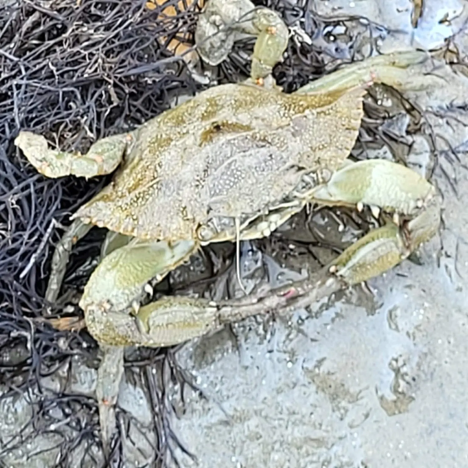 Blue crab caught on Fishbrain