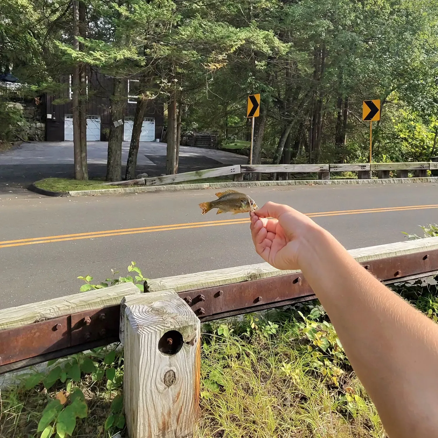 Bluegill caught on Fishbrain