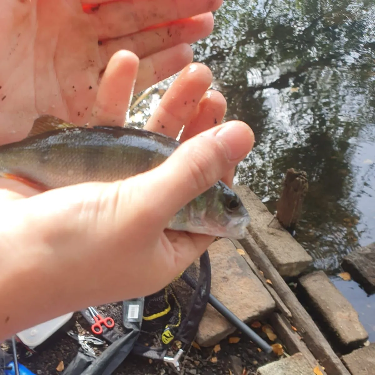 European perch caught on Fishbrain