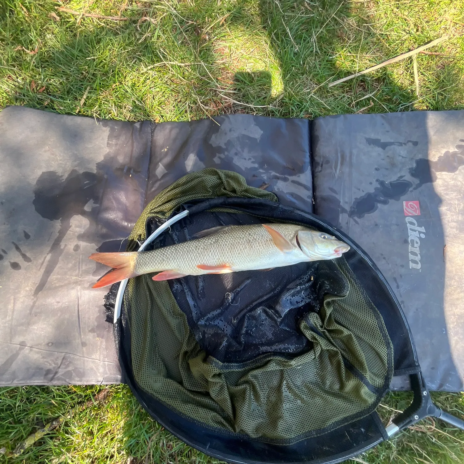 Common barbel caught on Fishbrain