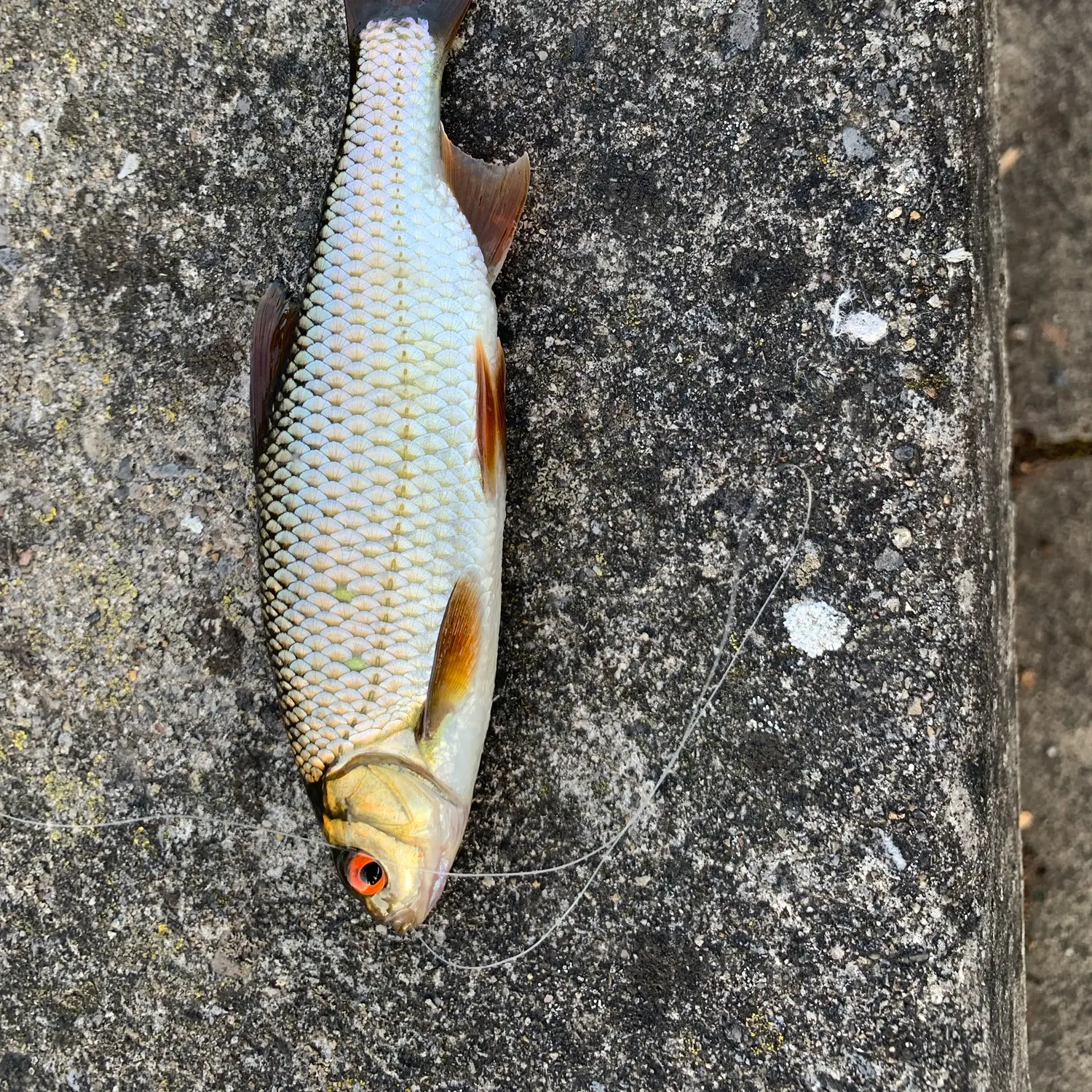 Common roach caught on Fishbrain
