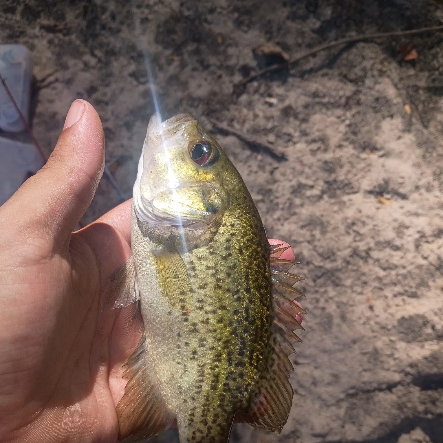 Rock bass caught on Fishbrain