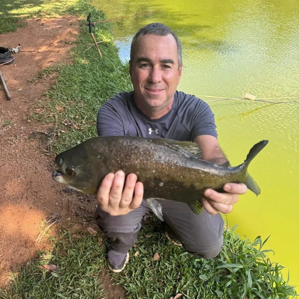 The most recent Black pacu catches on Fishbrain