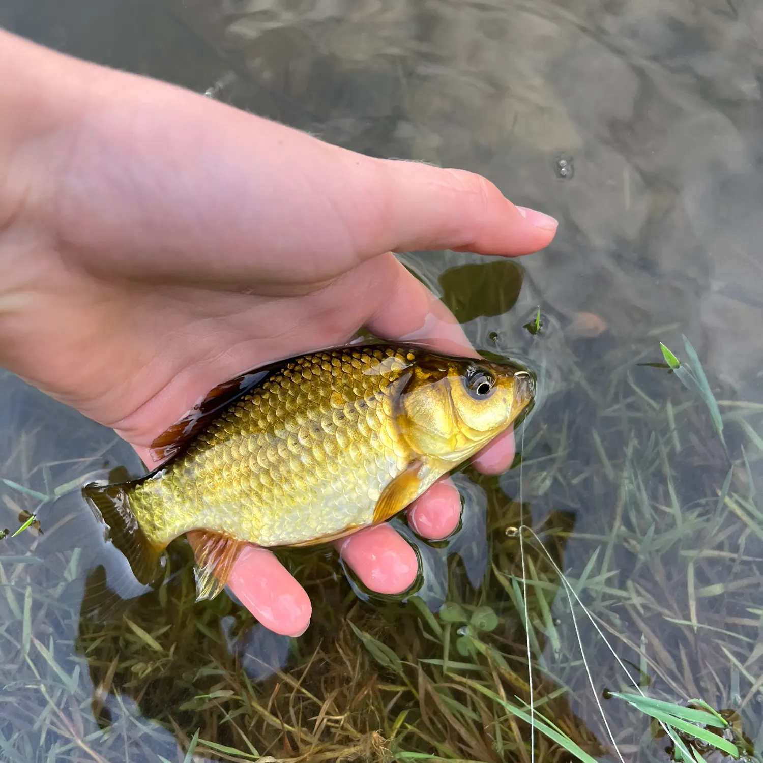 The most recent Goldfish catches on Fishbrain