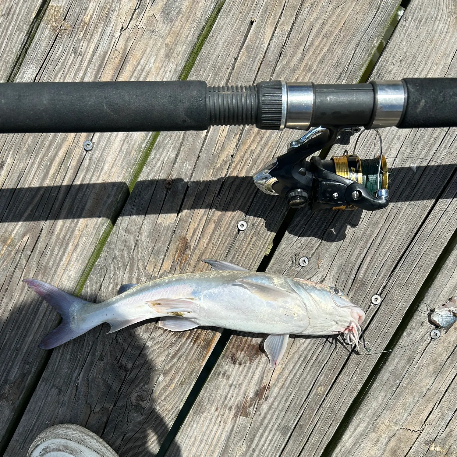 Gafftopsail sea catfish caught on Fishbrain