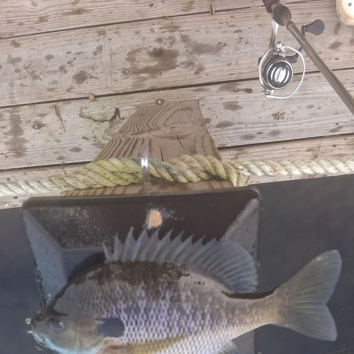 Bluegill caught on Fishbrain