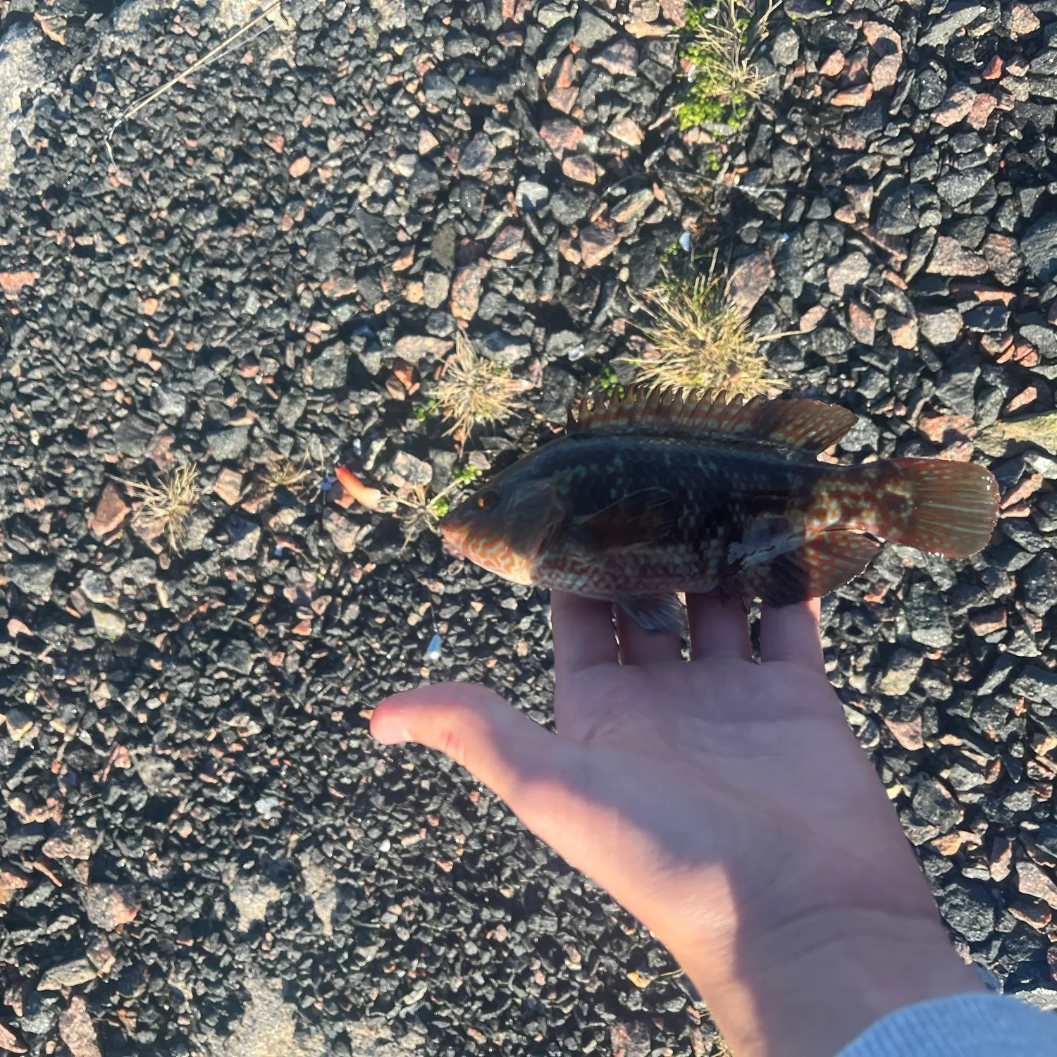 Corkwing wrasse caught on Fishbrain