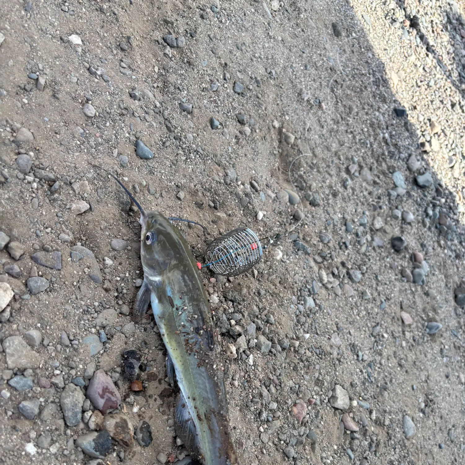 Channel catfish caught on Fishbrain