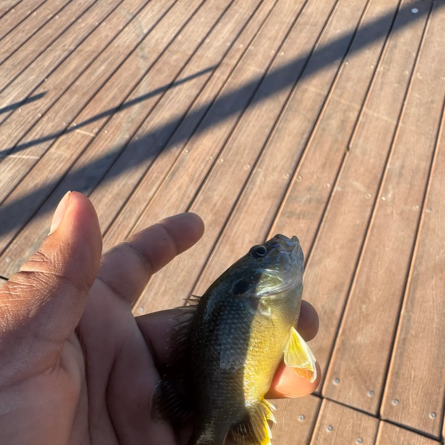 Green sunfish caught on Fishbrain