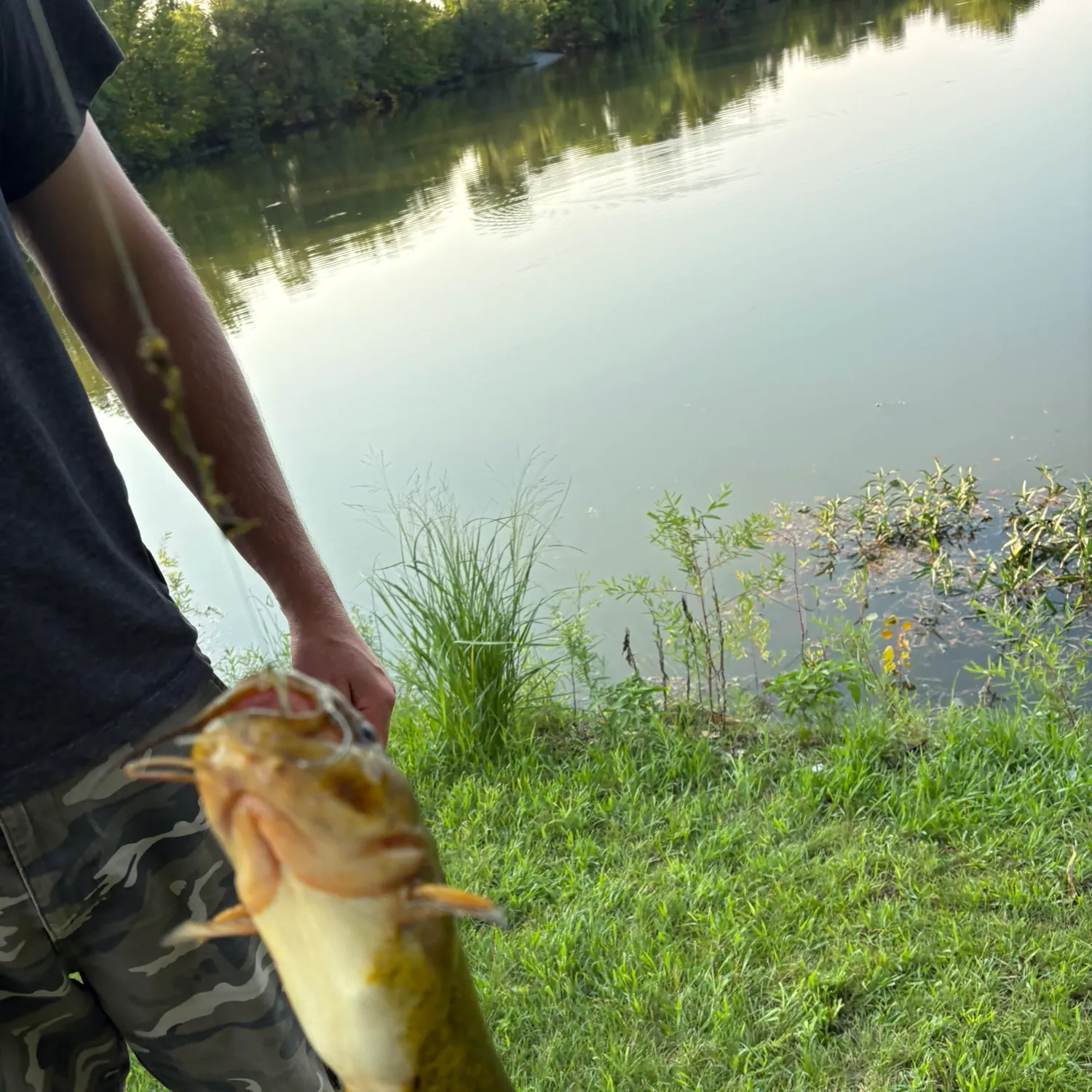 Yellow bullhead caught on Fishbrain