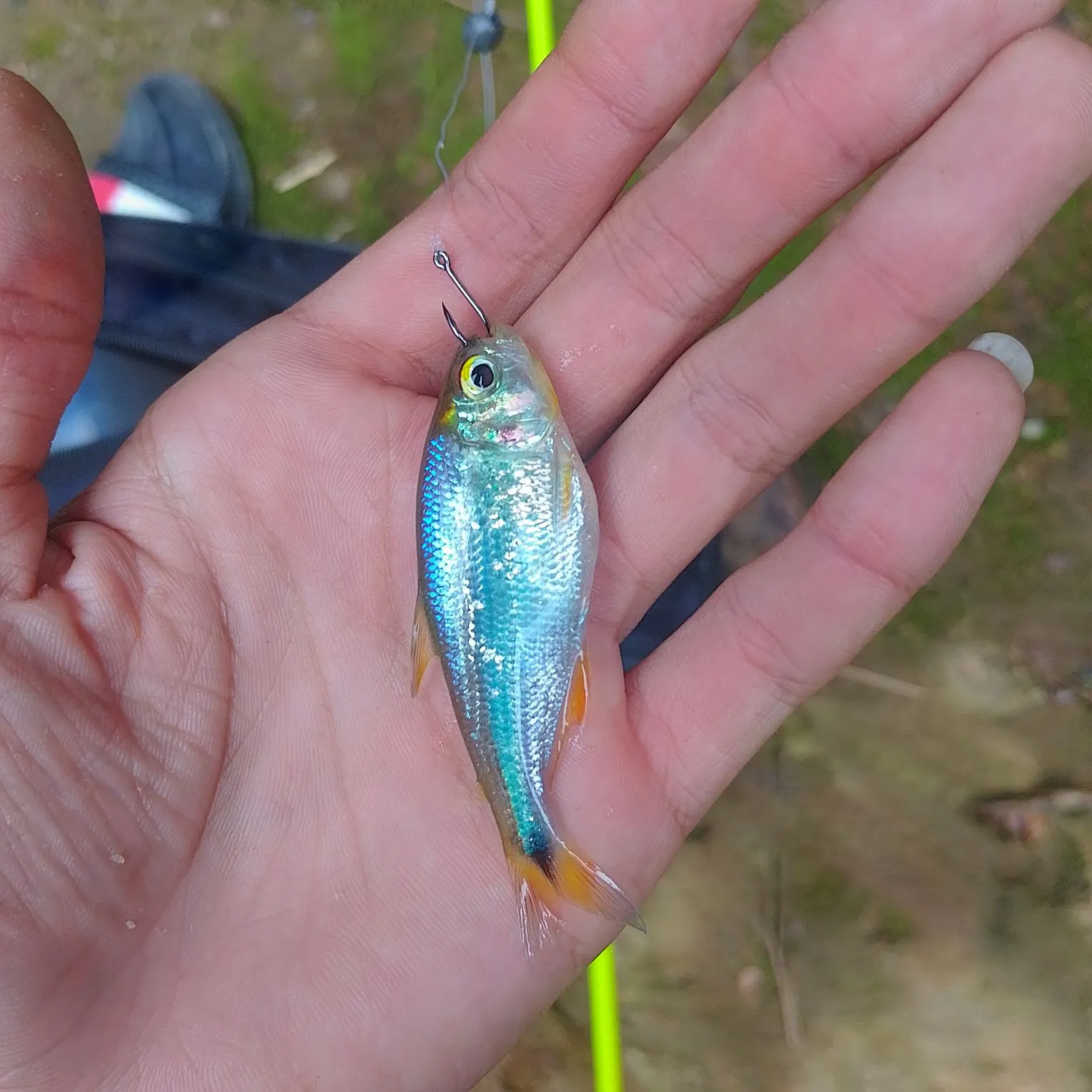 The most recent Machaca catches on Fishbrain