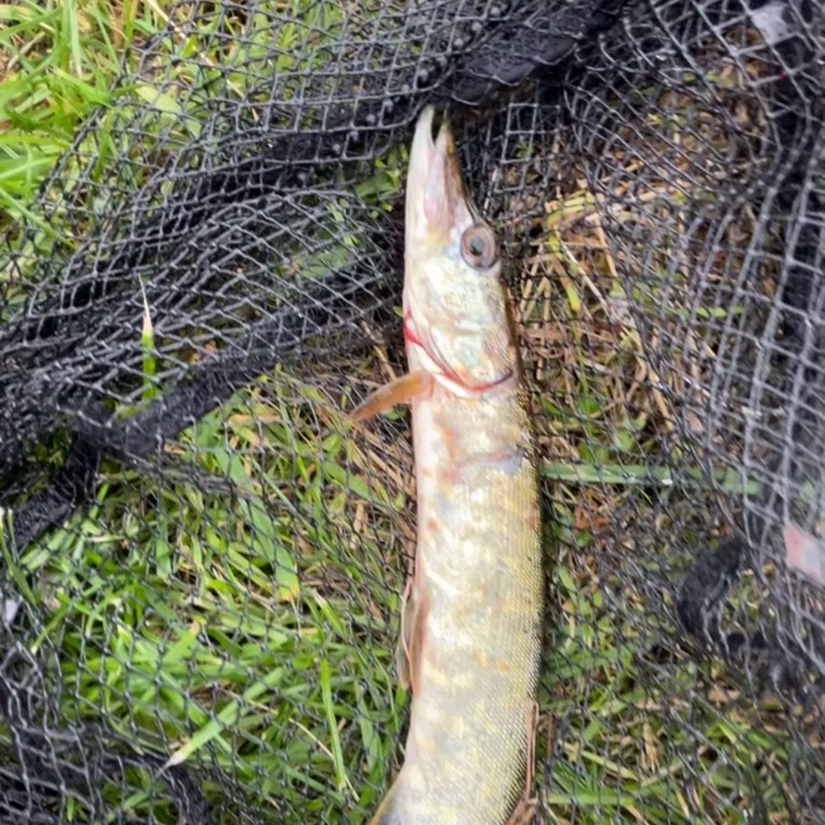Northern pike caught on Fishbrain
