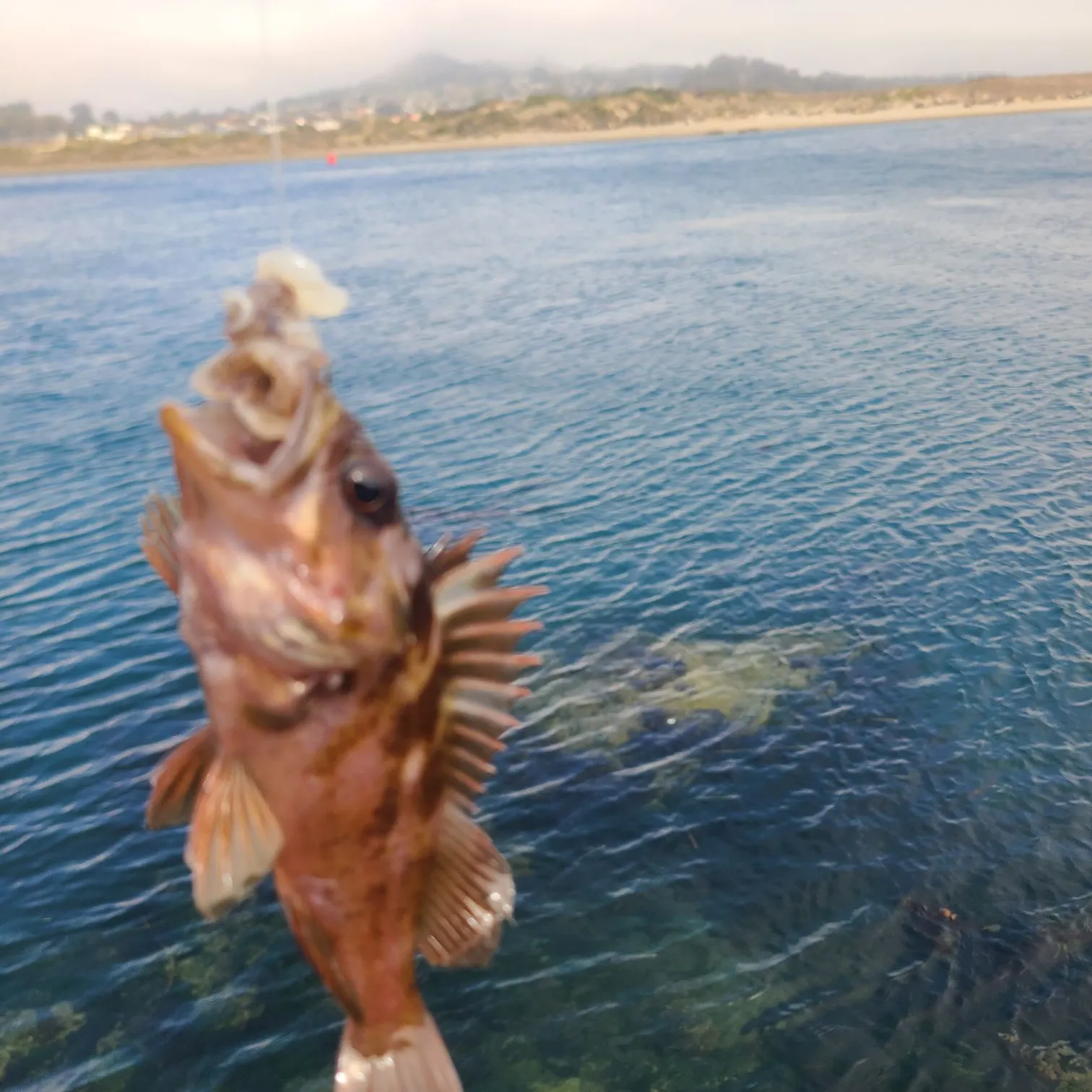 angler catch