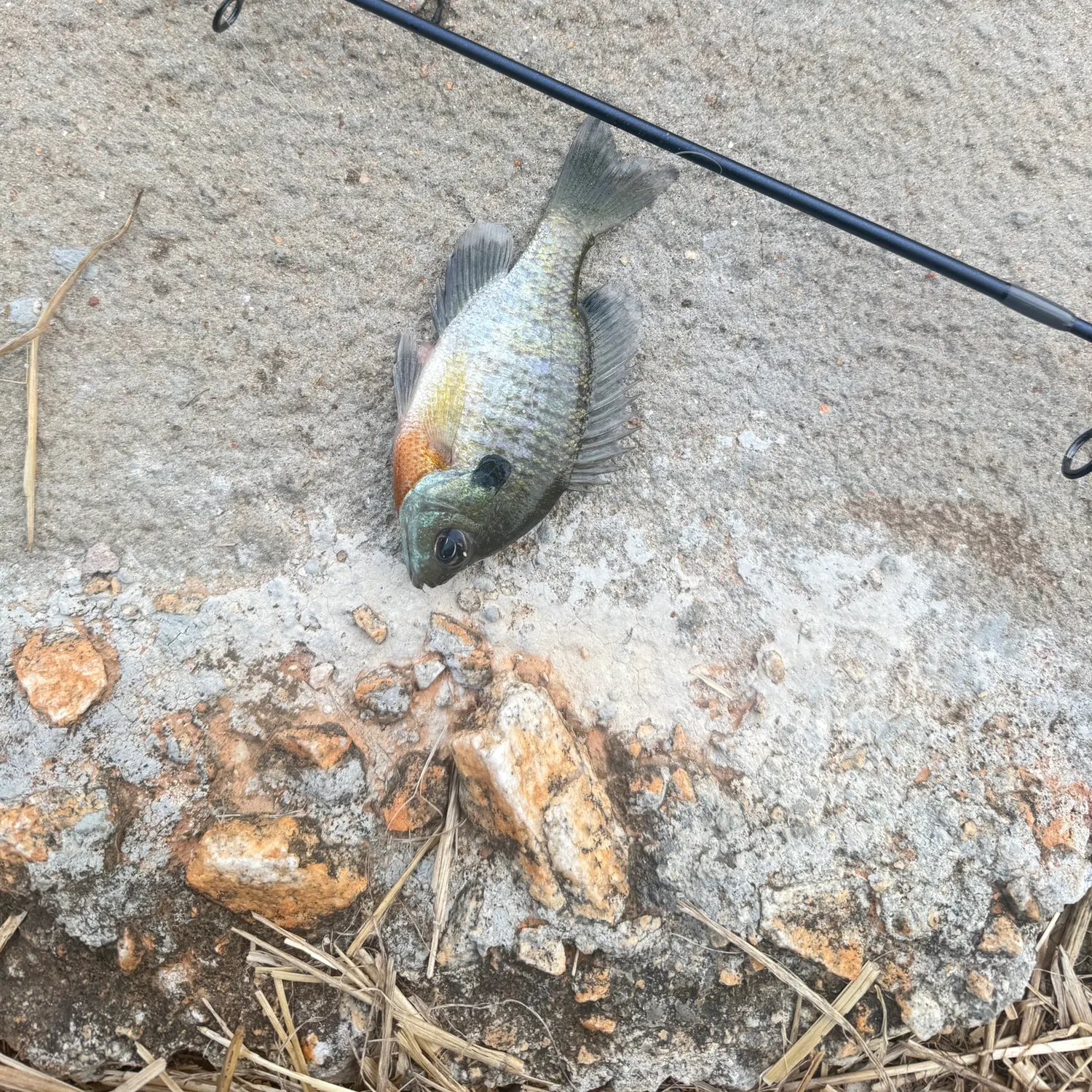 Bluegill caught on Fishbrain