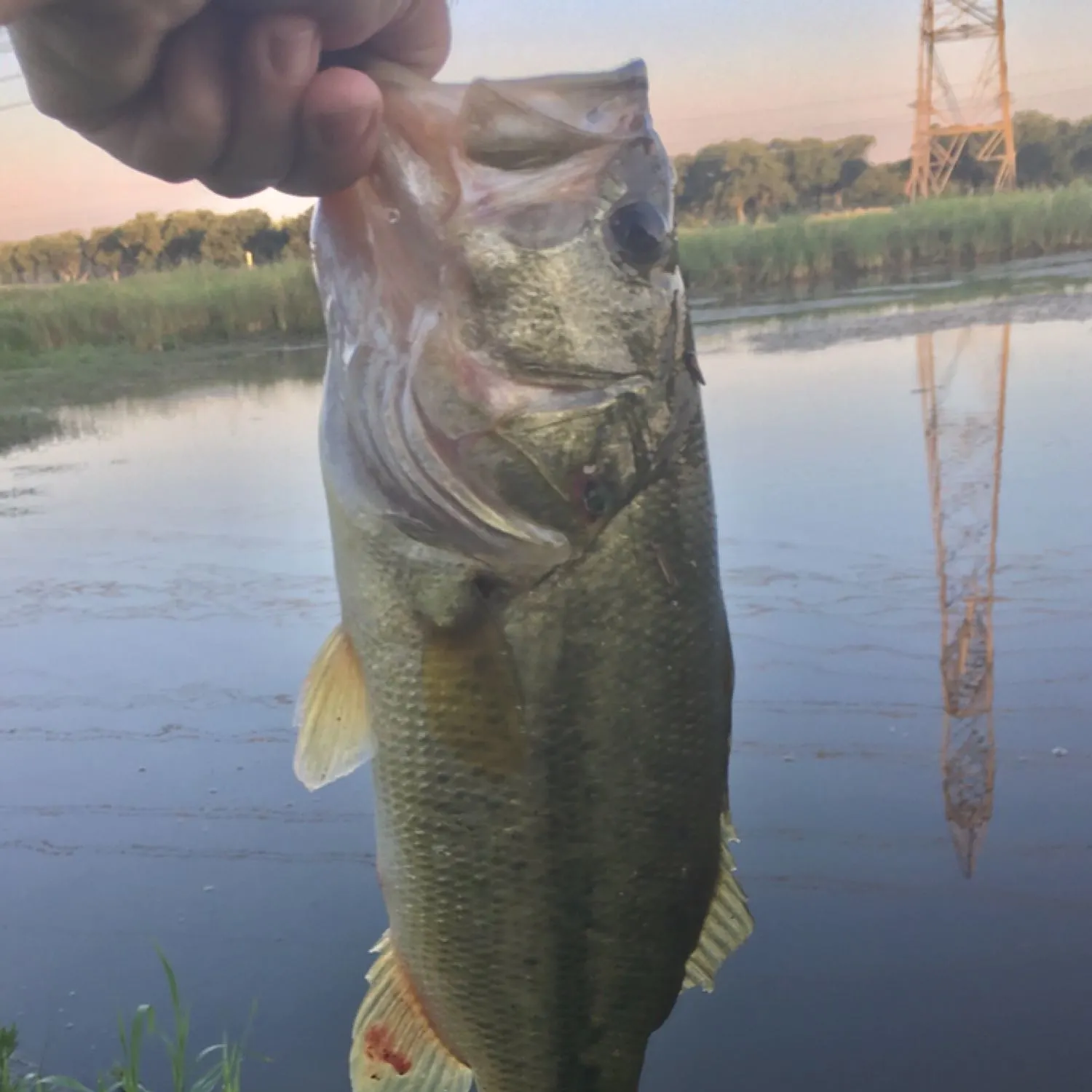 Largemouth bass caught on Fishbrain