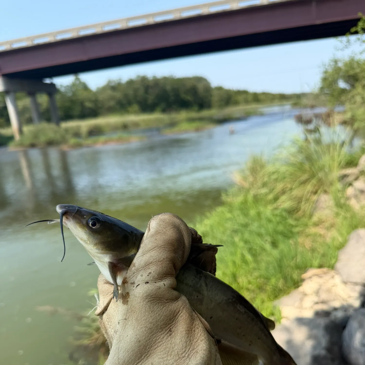 catch