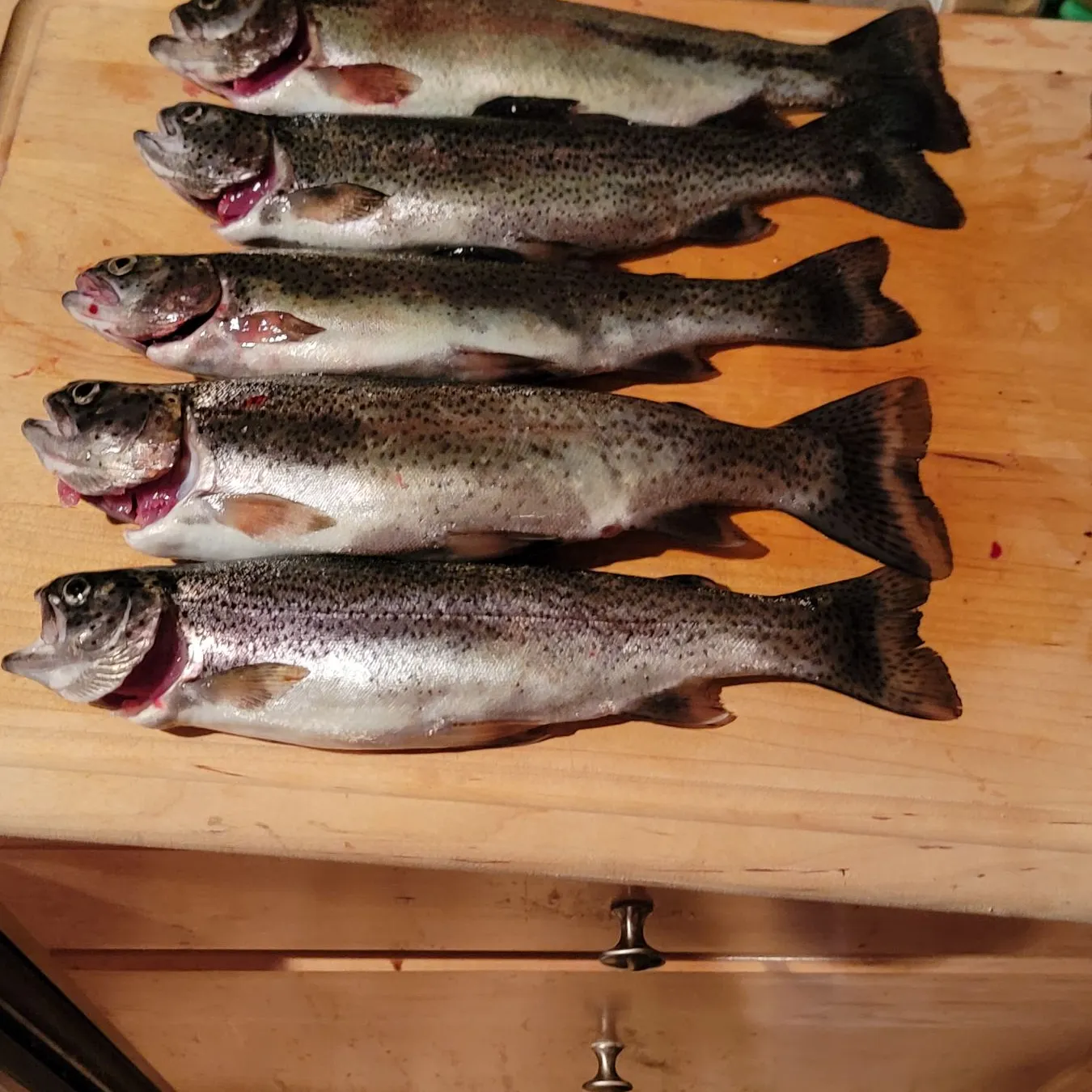 recently logged catches