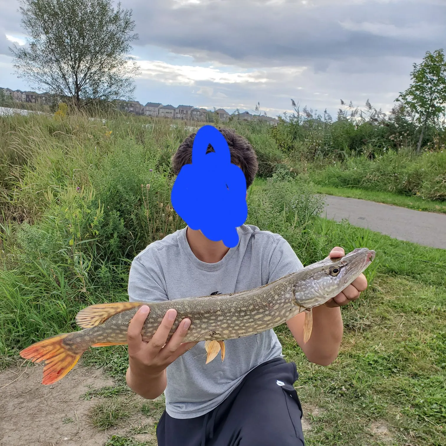 Northern pike caught on Fishbrain