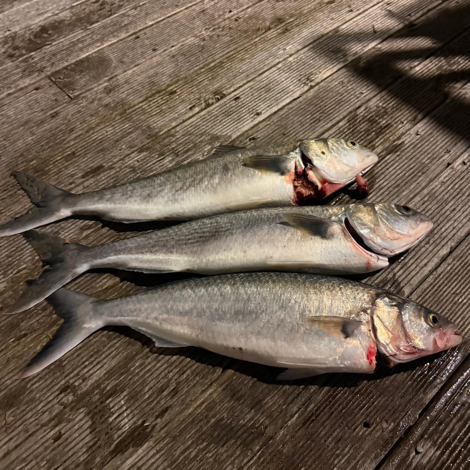 Eastern Australian salmon caught on Fishbrain