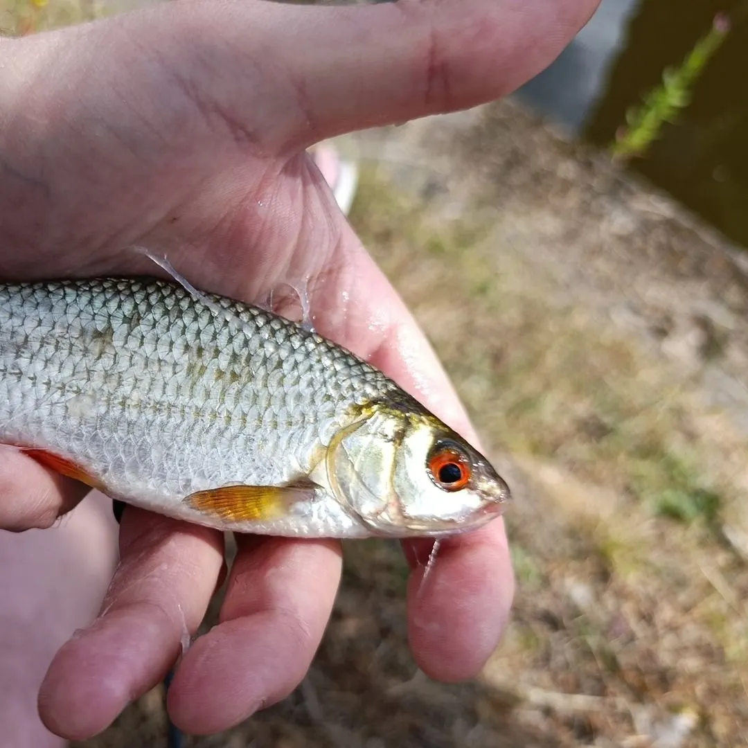 Common roach caught on Fishbrain