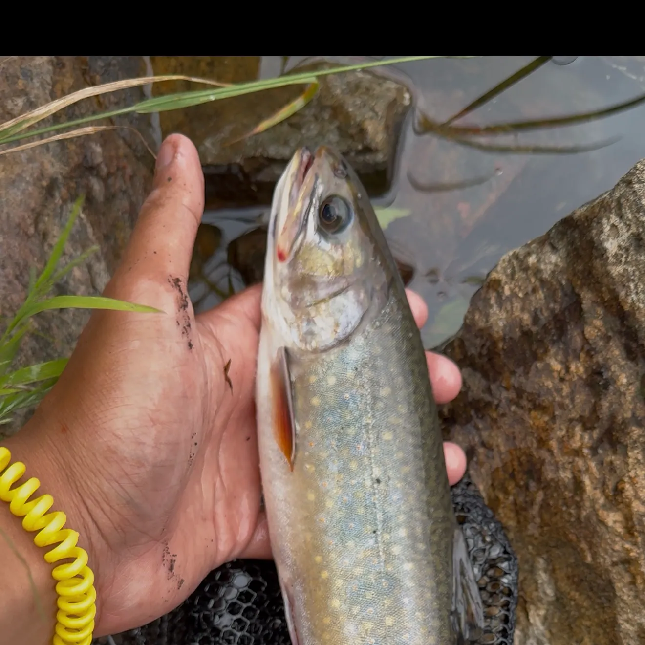 Brook trout caught on Fishbrain