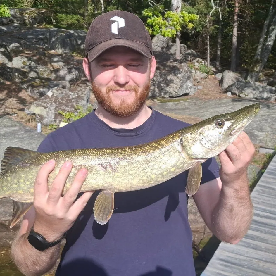 Northern pike caught on Fishbrain