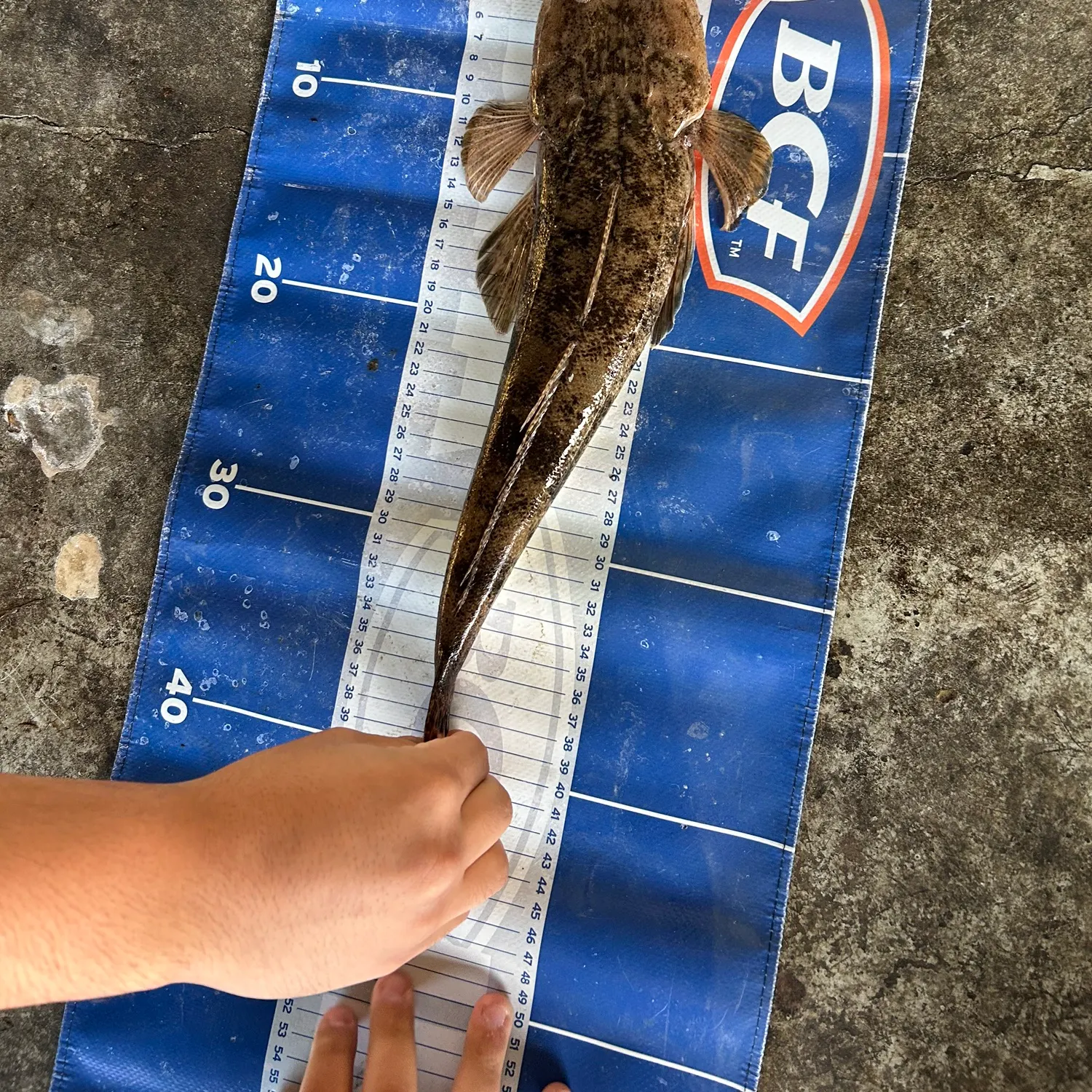 The most recent Bartail flathead catches on Fishbrain