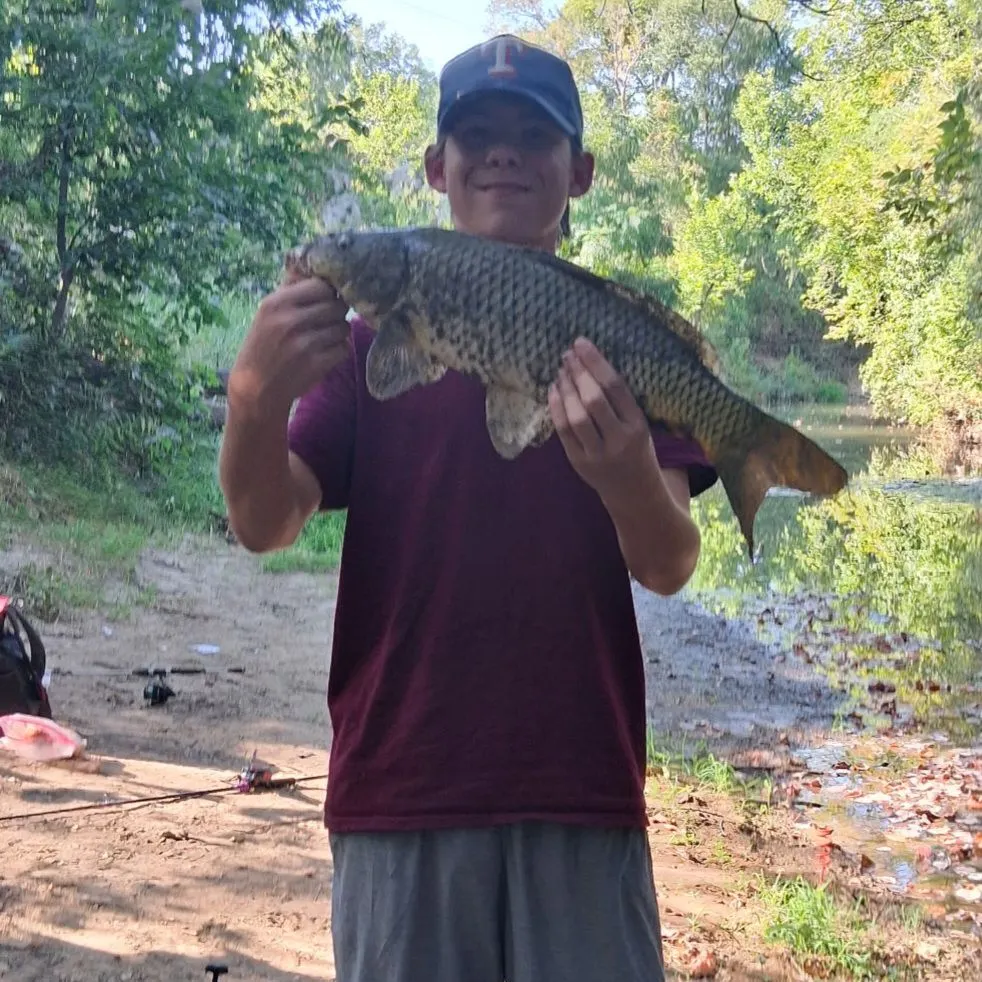 Common carp caught on Fishbrain