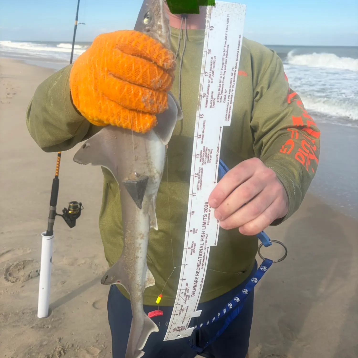 Dusky smooth-hound caught on Fishbrain