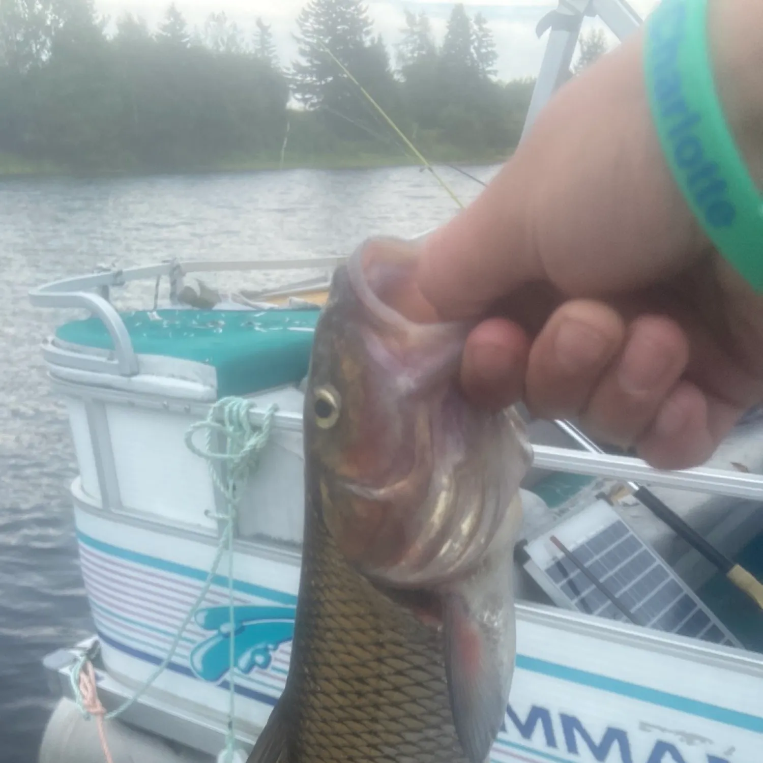 The most recent Fallfish catches on Fishbrain