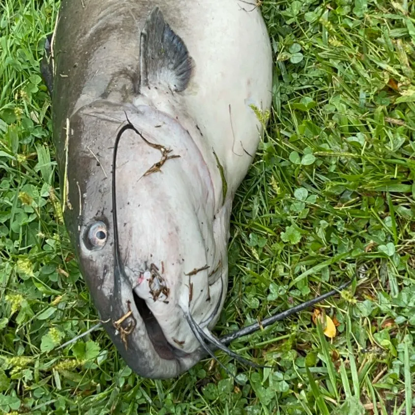 Fish caught on Fishbrain