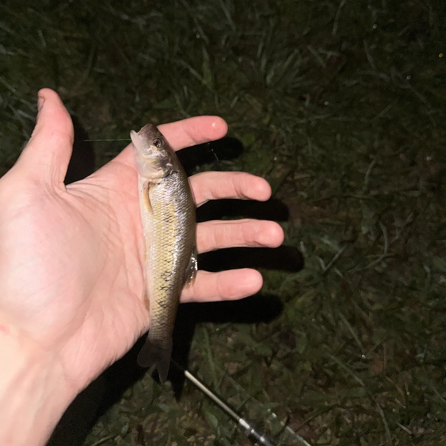 Creek chub caught on Fishbrain