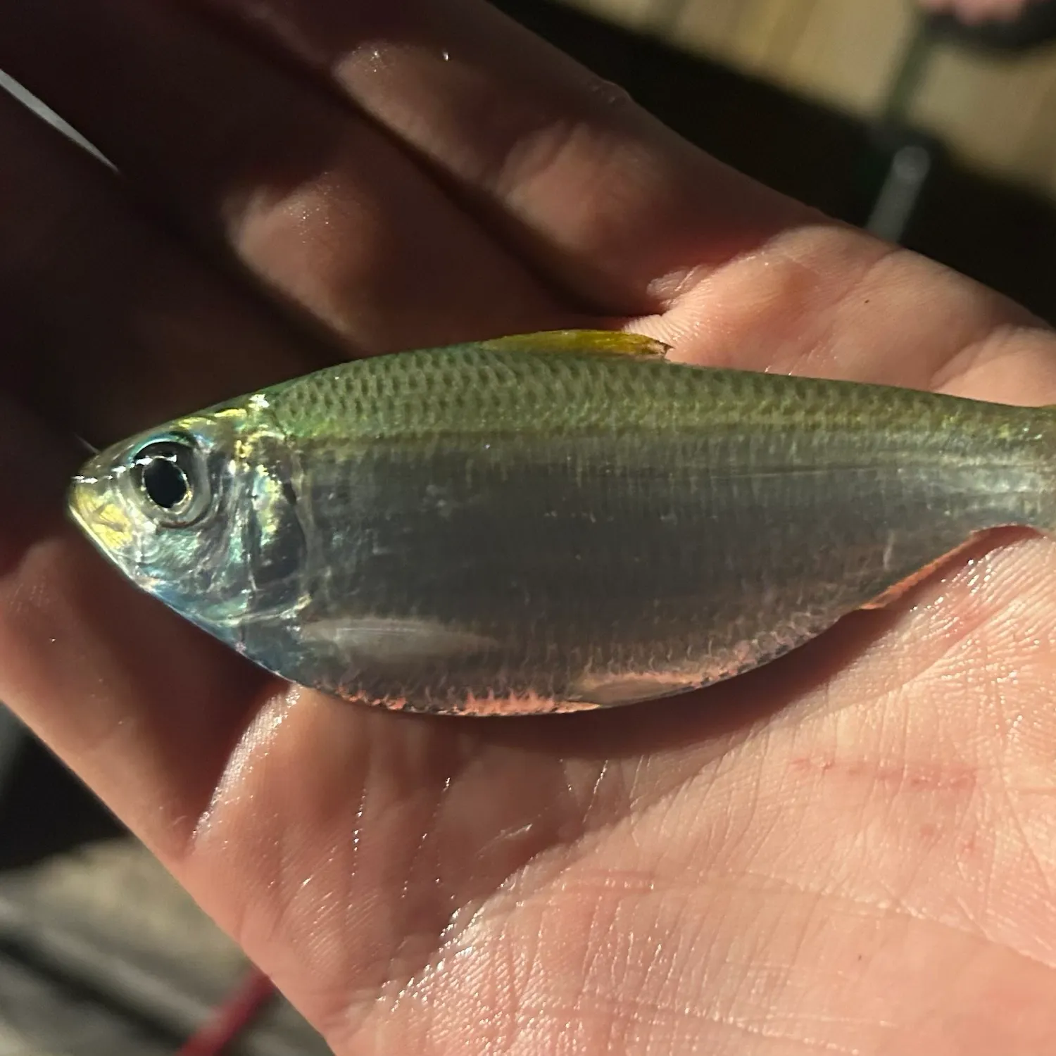 The most recent Scaled herring catches on Fishbrain