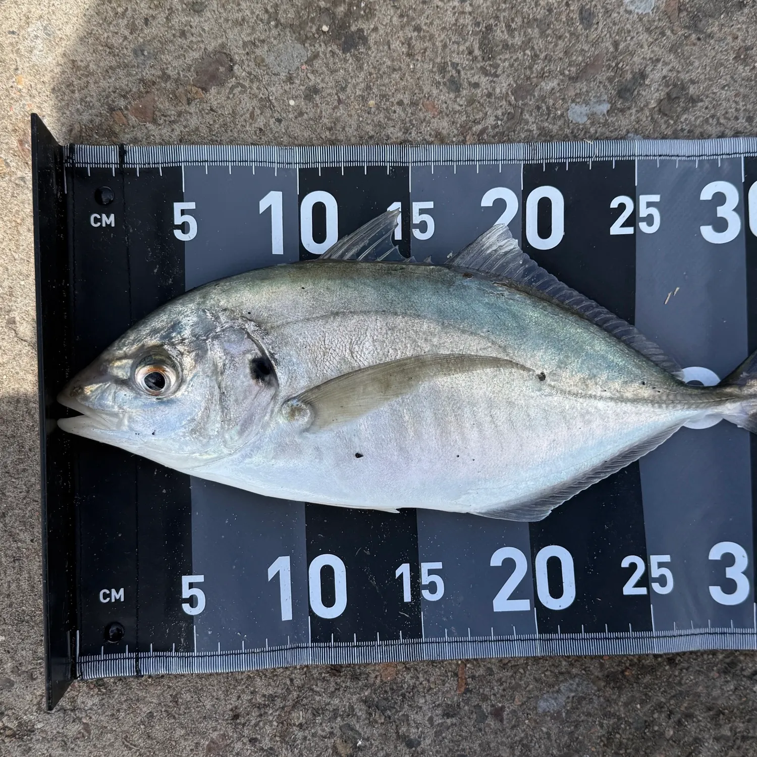 White trevally caught on Fishbrain