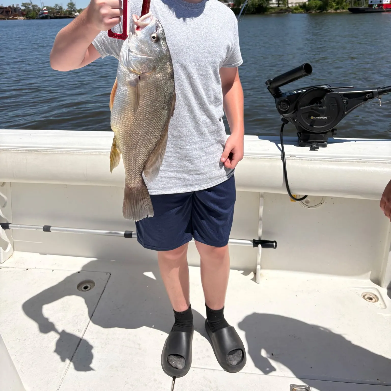Sheepshead caught on Fishbrain