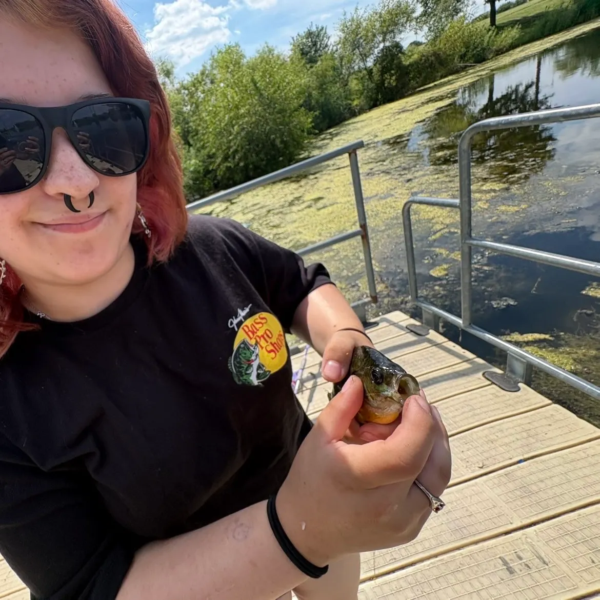 Bluegill caught on Fishbrain